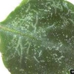 clover mite damage